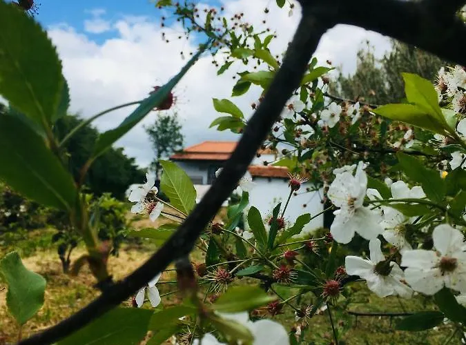 A Casa Dos Avos דירה *